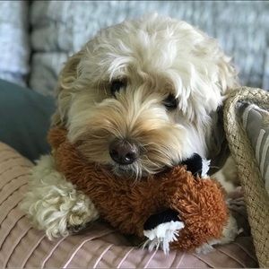 Meet your Posher, Abby